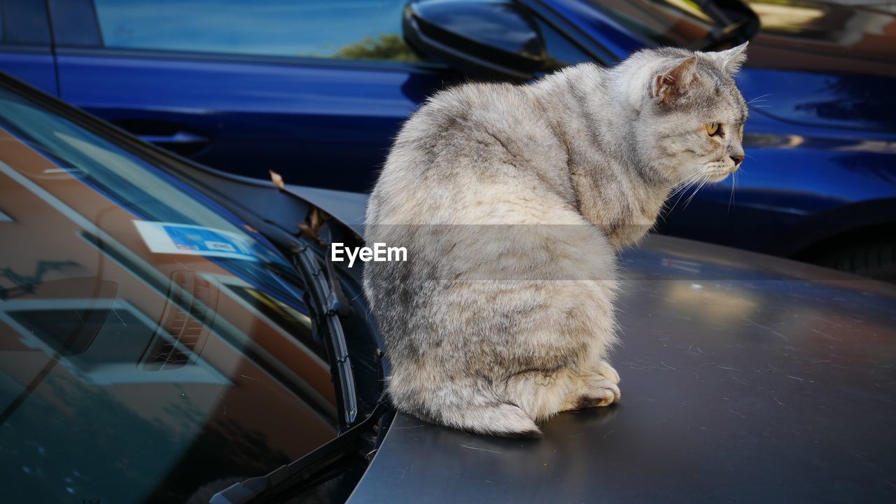 animal, animal themes, mammal, cat, one animal, pet, domestic animals, mode of transportation, car, motor vehicle, domestic cat, transportation, feline, small to medium-sized cats, felidae, vehicle, land vehicle, whiskers, reflection, no people