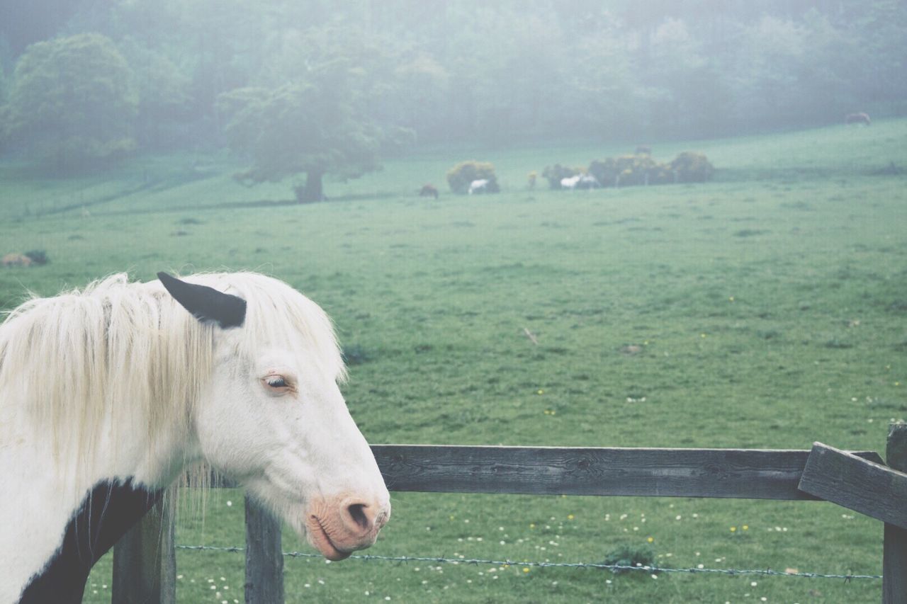 Horse standing by fence at stable