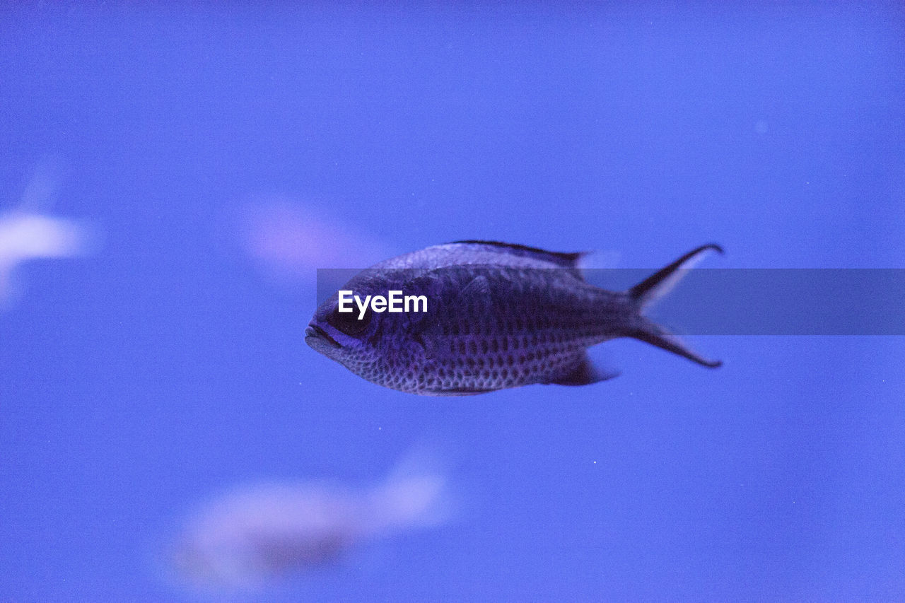 CLOSE-UP OF FISH SWIMMING UNDERWATER