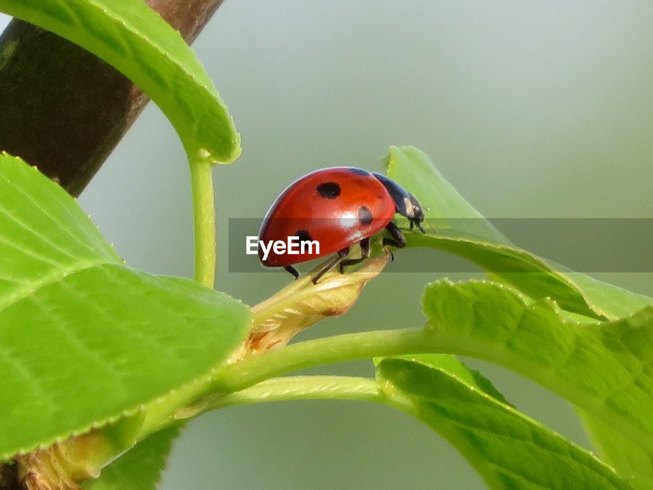 ladybug, animal themes, animal, insect, animal wildlife, plant part, leaf, beetle, one animal, wildlife, plant, nature, close-up, green, macro photography, red, no people, beauty in nature, spotted, focus on foreground, outdoors, day, flower, macro, environment, plant stem