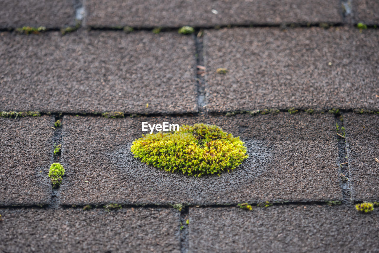 HIGH ANGLE VIEW OF YELLOW PLANT GROWING ON STONE