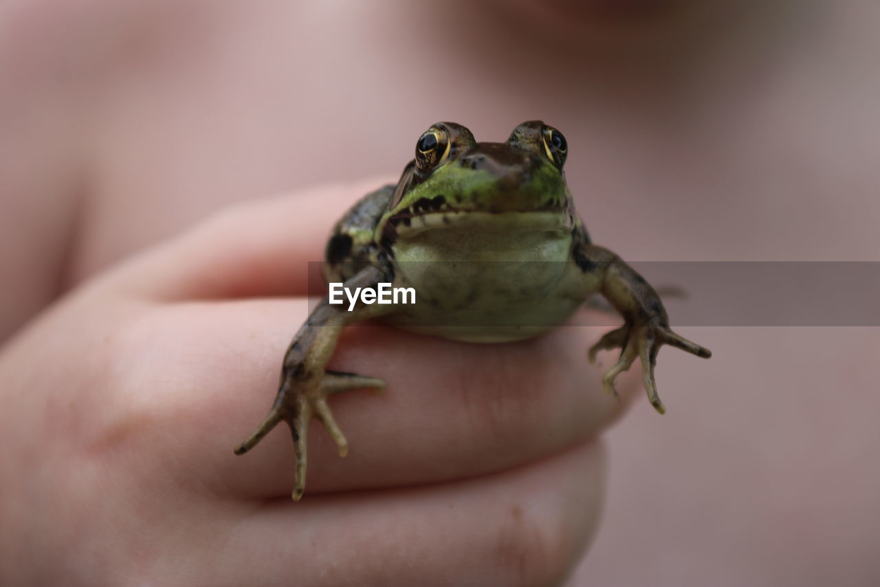 CLOSE-UP OF A FROG ON HAND HOLDING A LEAF