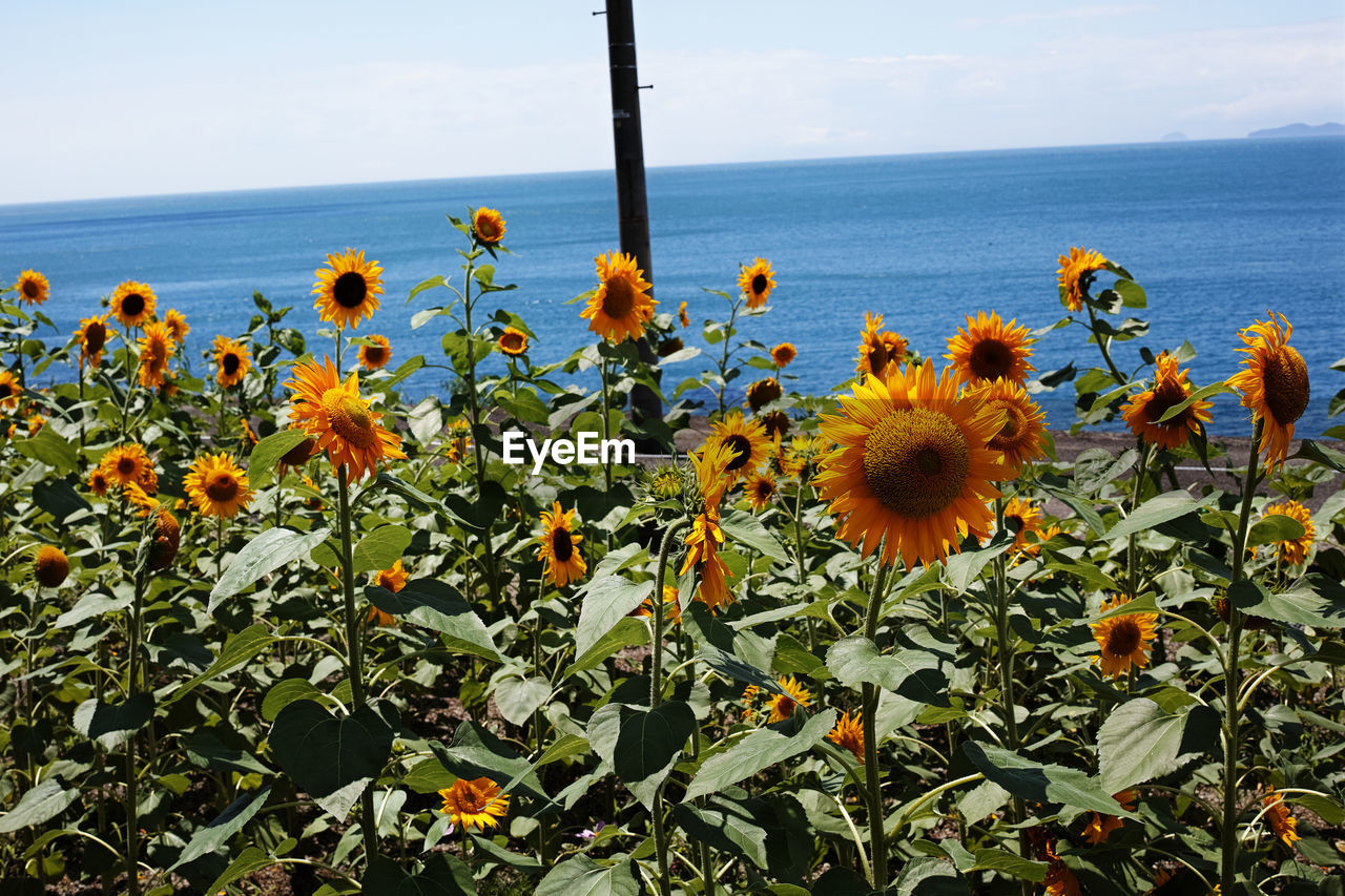 CLOSE-UP OF SUNFLOWERS BY SEA