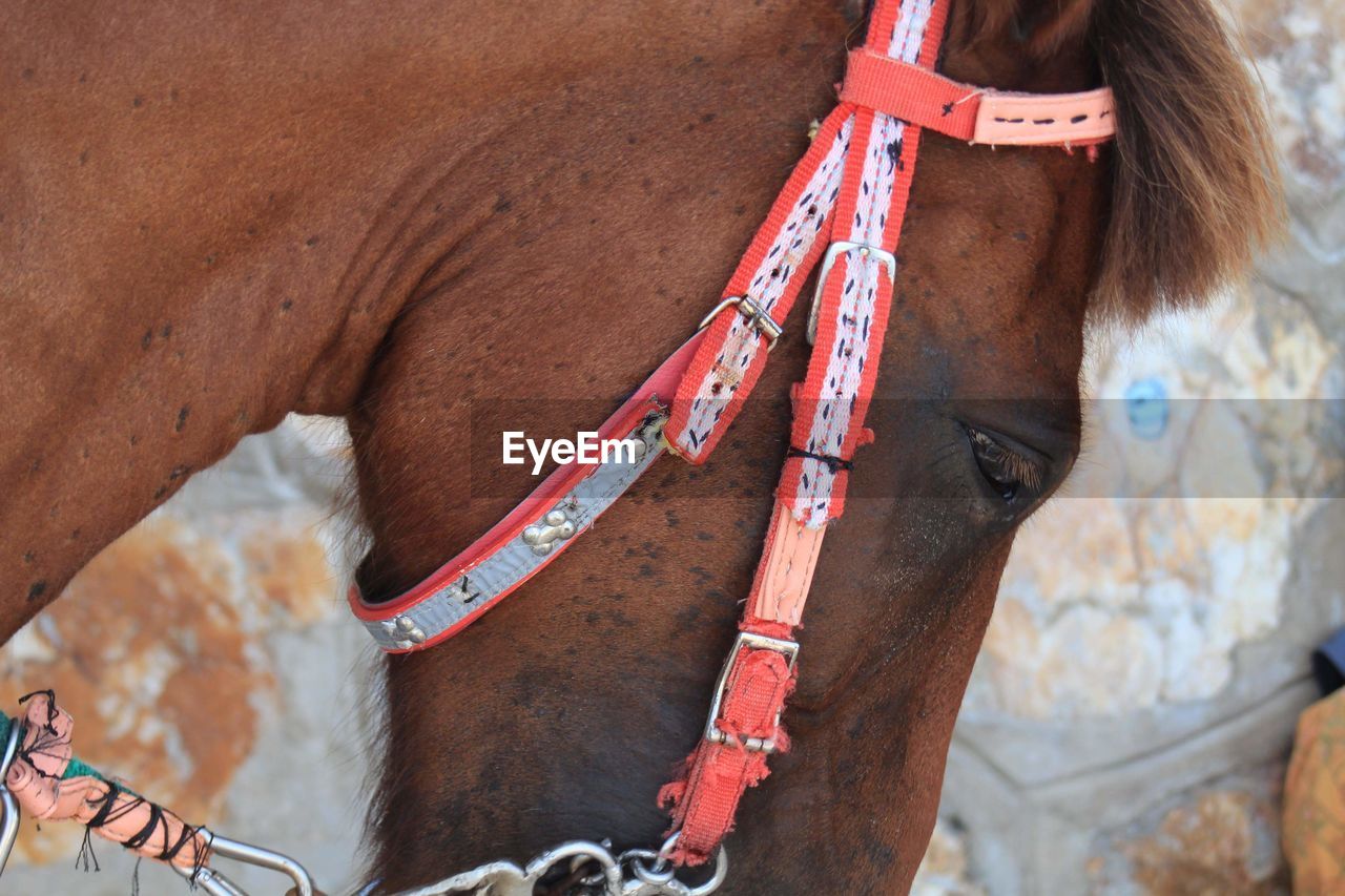 Close-up of horse looking down