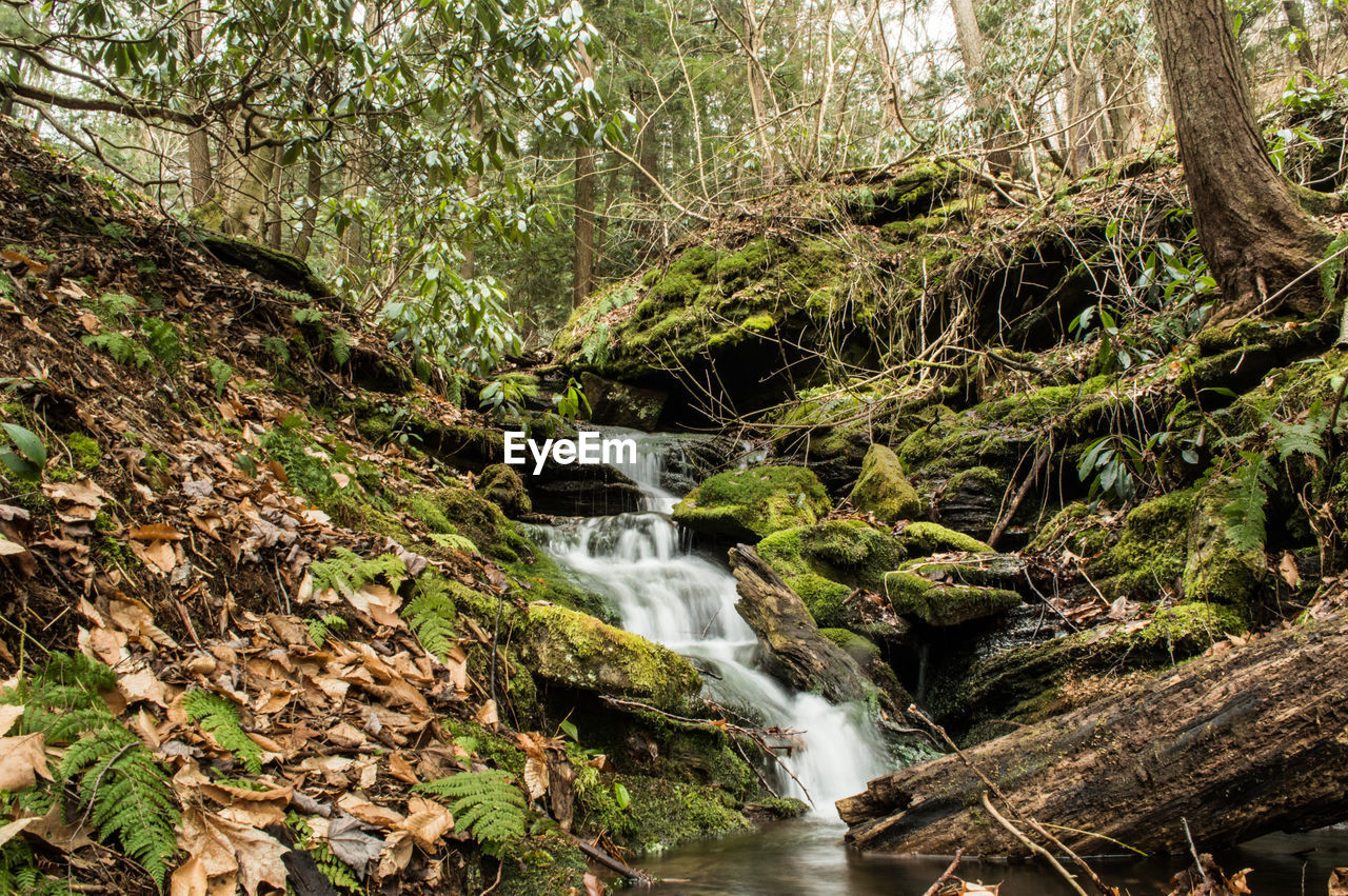 SCENIC VIEW OF WATERFALL AMIDST TREES IN FOREST