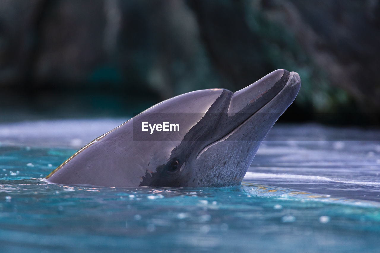 View of turtle in swimming pool