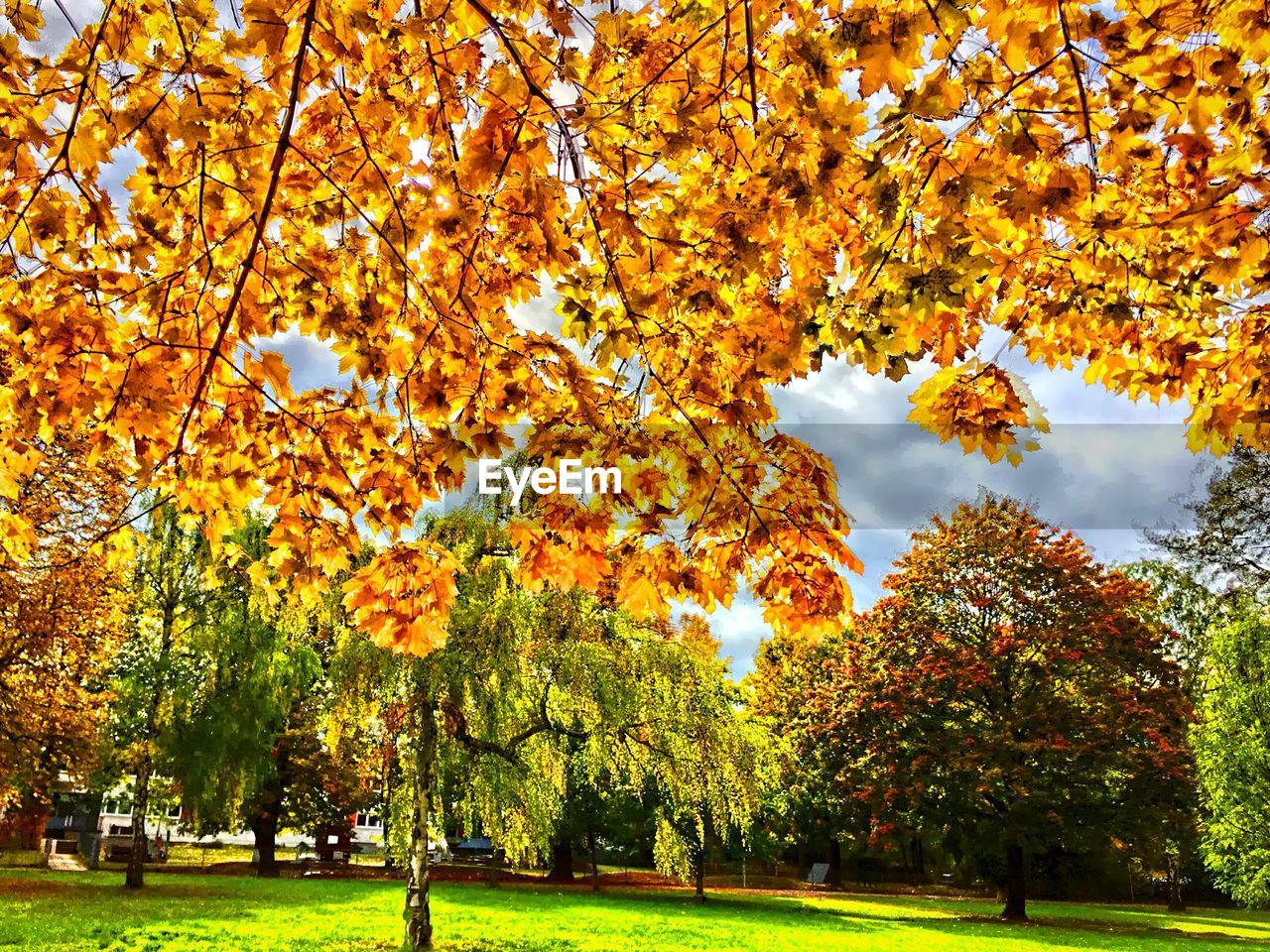 TREES IN PARK