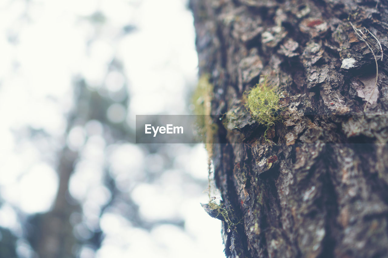 CLOSE-UP OF TREE TRUNK