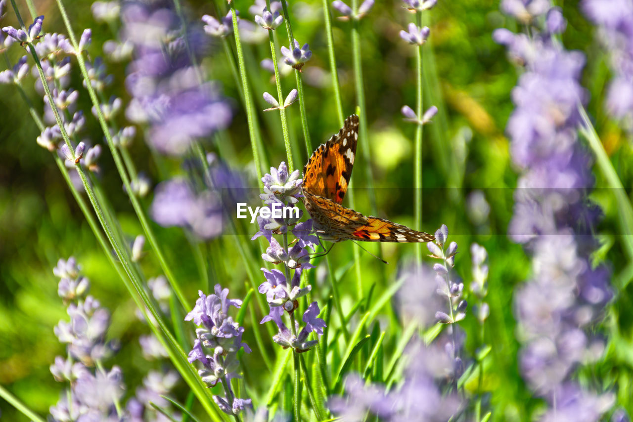 flower, flowering plant, animal themes, animal wildlife, beauty in nature, animal, plant, insect, butterfly, animal wing, nature, one animal, purple, freshness, meadow, wildlife, fragility, close-up, grass, moths and butterflies, macro photography, lavender, summer, macro, no people, animal body part, petal, wildflower, selective focus, environment, growth, outdoors, pollination, food, flower head, springtime, eating, focus on foreground, environmental conservation, multi colored, prairie, field, day, feeding, social issues, botany, green, tranquility, perching