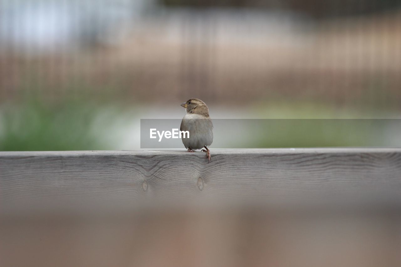 CLOSE-UP OF BIRD ON TABLE