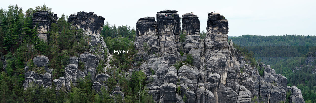 PANORAMIC VIEW OF TREES GROWING ON ROCK