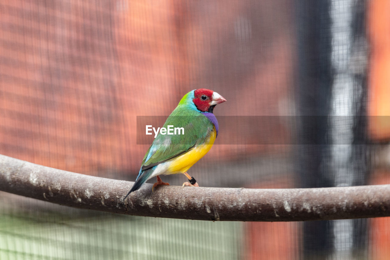 BIRD PERCHING ON A BRANCH