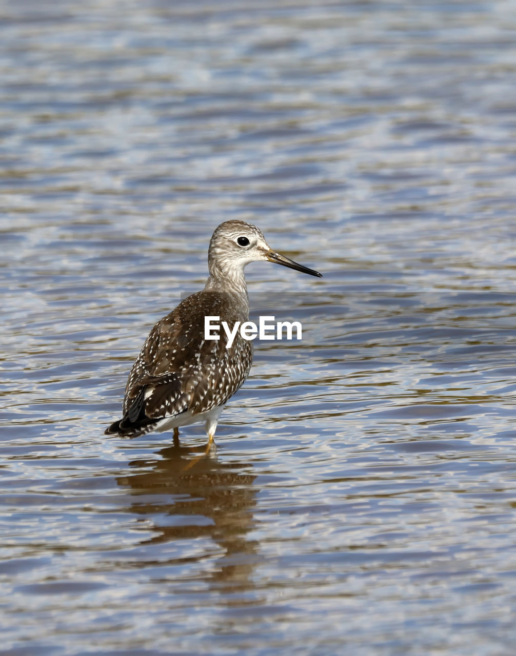 Water bird perching in lake