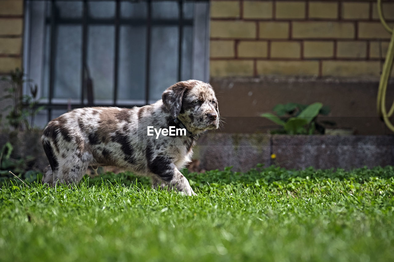 VIEW OF DOG ON LAND