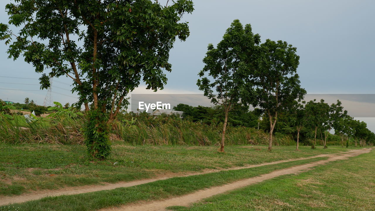 SCENIC VIEW OF TREES GROWING ON FIELD AGAINST SKY