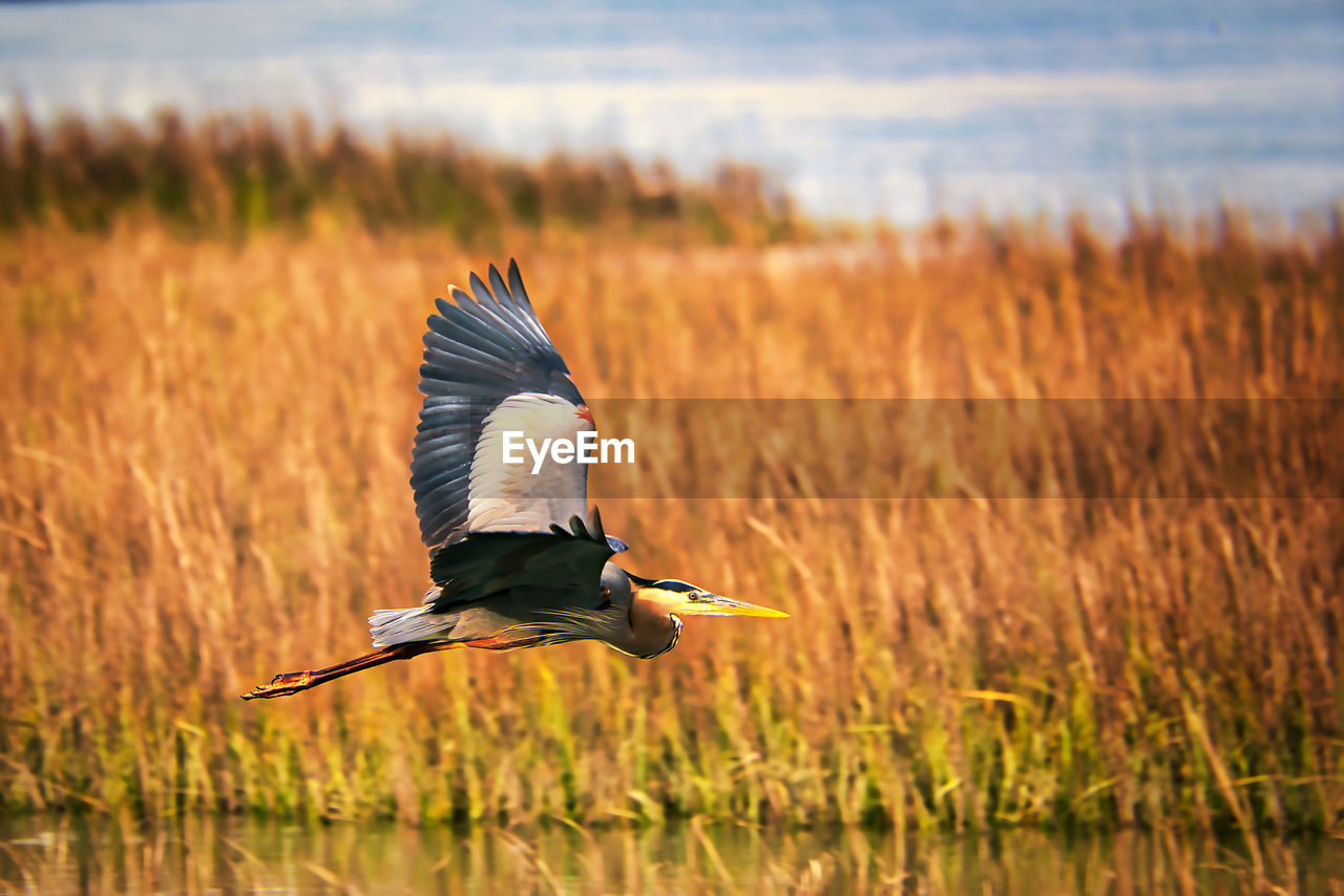 VIEW OF A BIRD FLYING OVER THE FIELD