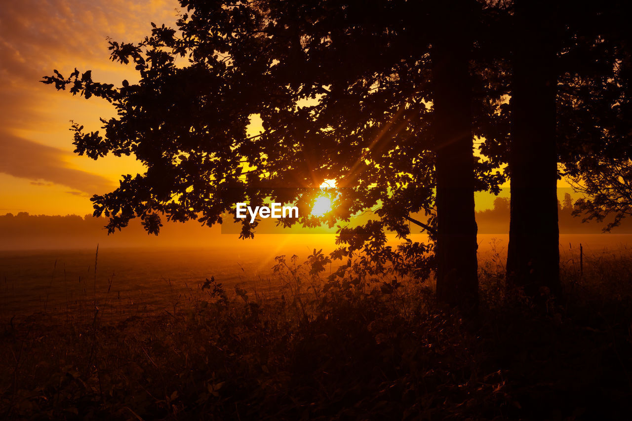 tree, plant, sunset, sky, beauty in nature, nature, land, environment, landscape, sun, scenics - nature, tranquility, sunlight, silhouette, tranquil scene, evening, field, orange color, dawn, no people, idyllic, forest, rural scene, back lit, cloud, outdoors, non-urban scene, sunbeam, light, grass, branch, dramatic sky, yellow, twilight, atmospheric mood, gold, growth, summer, amber, agriculture, plant part, fog, tree trunk, leaf, light - natural phenomenon, trunk, darkness, vibrant color, water, multi colored, backlighting, woodland, red, afterglow, travel destinations