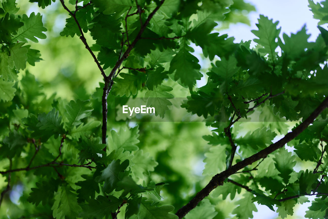 plant, tree, green, leaf, plant part, branch, nature, growth, beauty in nature, maple, no people, food and drink, sunlight, freshness, outdoors, backgrounds, sky, food, environment, low angle view, day, produce, healthy eating, land, lush foliage, foliage, flower, summer, forest, close-up