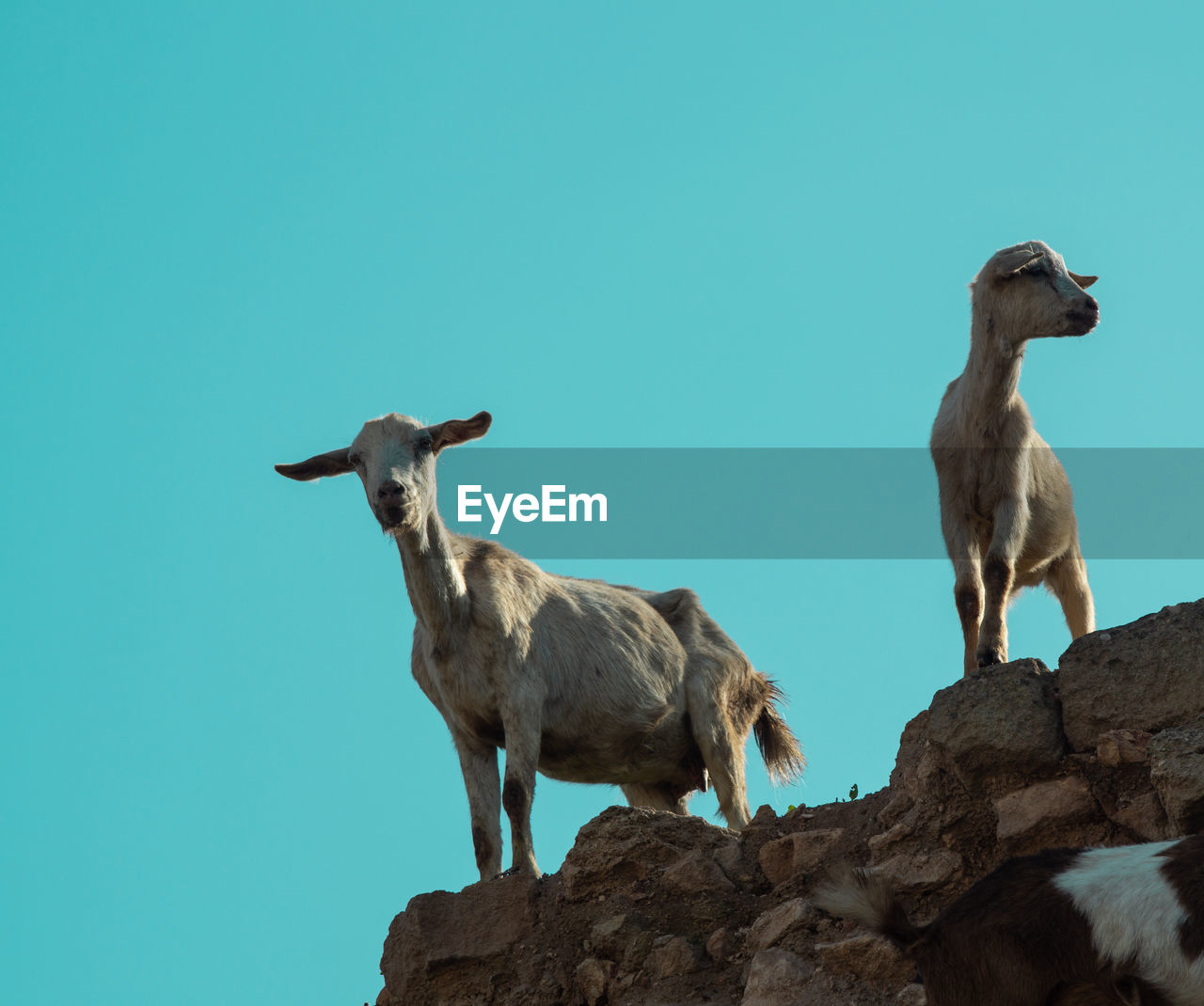 Pair of wild goats in agadir low level with blue sky background 