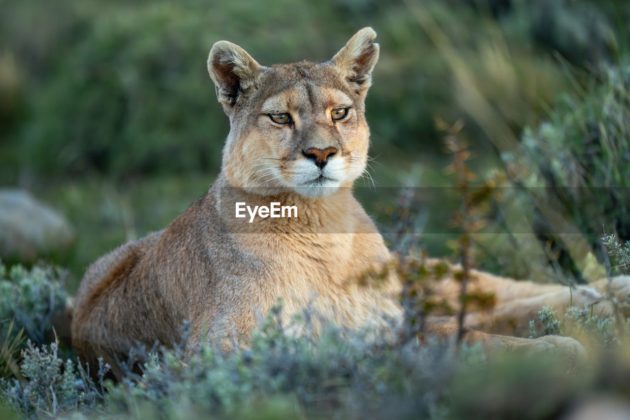 close-up portrait of lioness