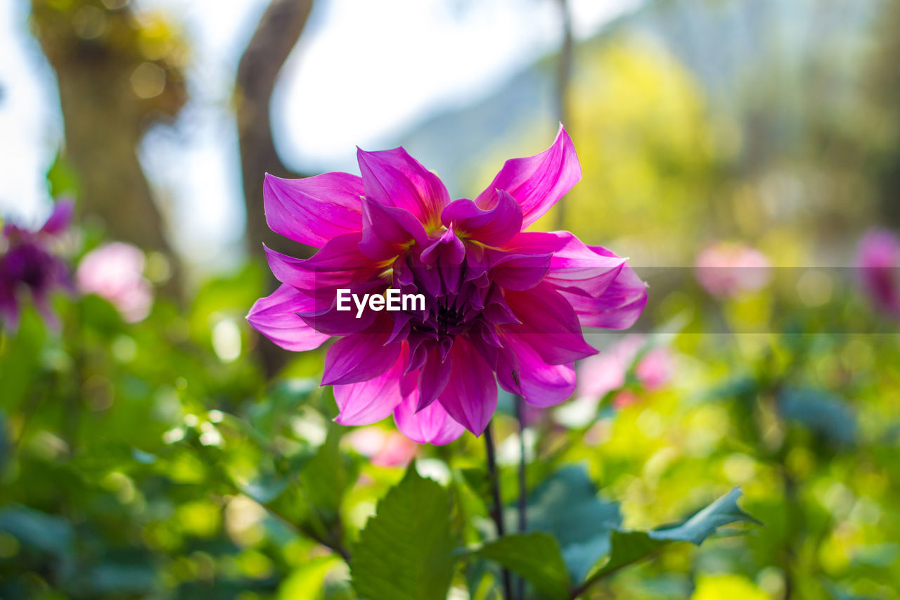 CLOSE-UP OF PURPLE FLOWERS BLOOMING OUTDOORS