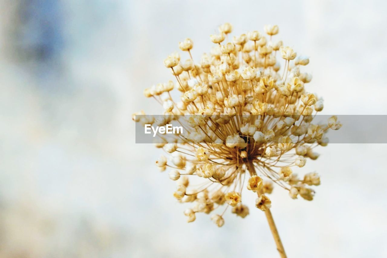 Close-up of flower against blurred background