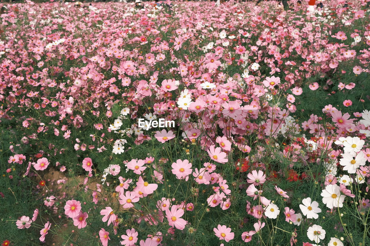 High angle view of pink flowering plants on field