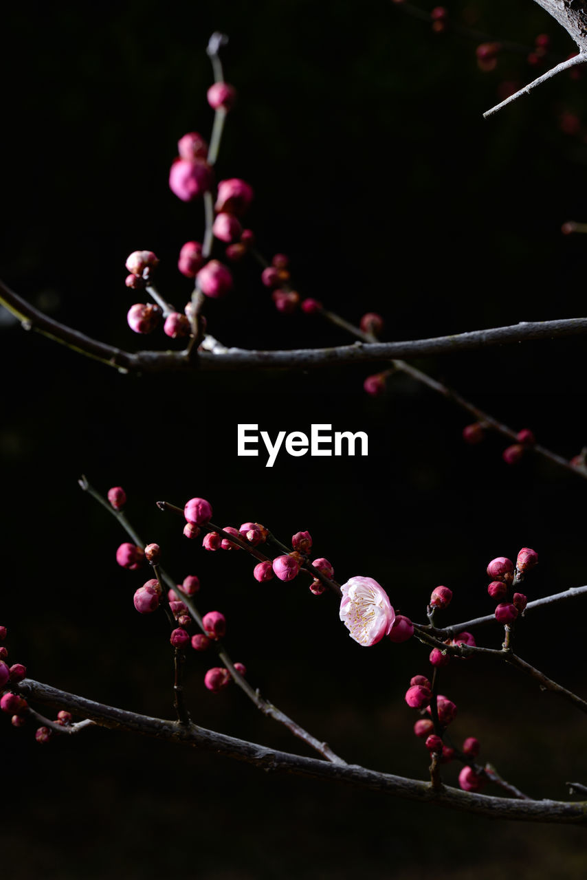 Close-up of plum blossom