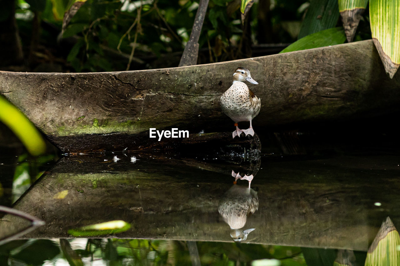 close-up of bird perching on rock