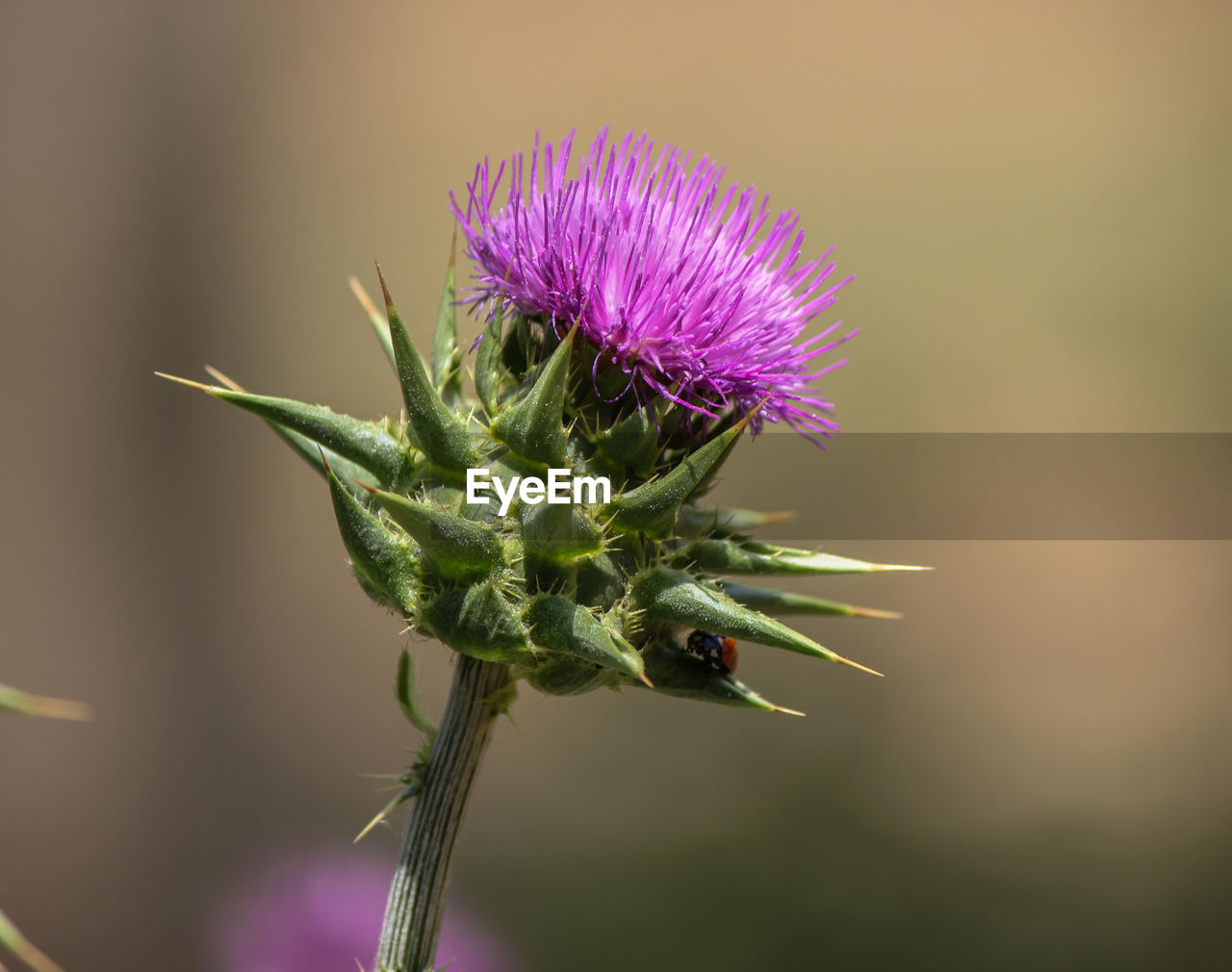 CLOSE-UP OF THISTLE AGAINST PURPLE FLOWER