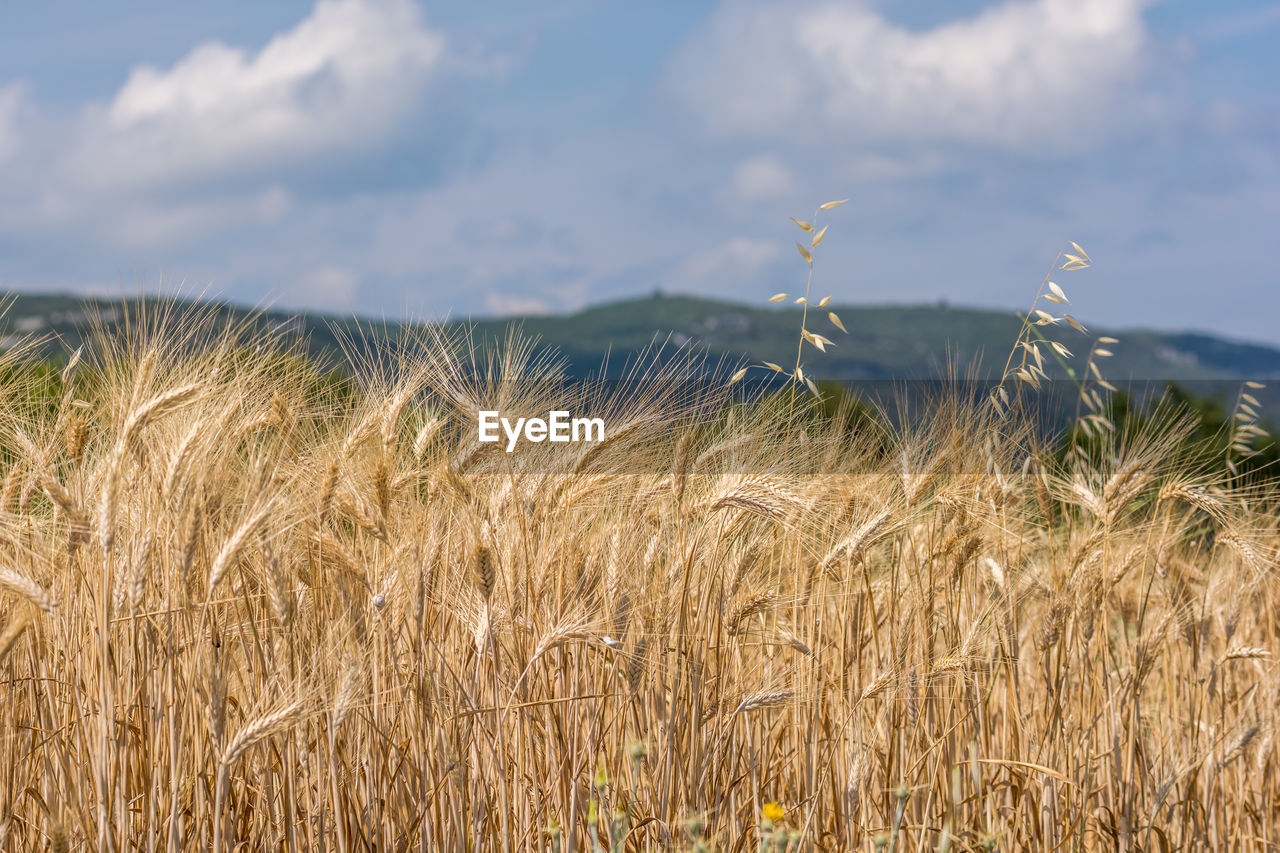 Wheat field against sky