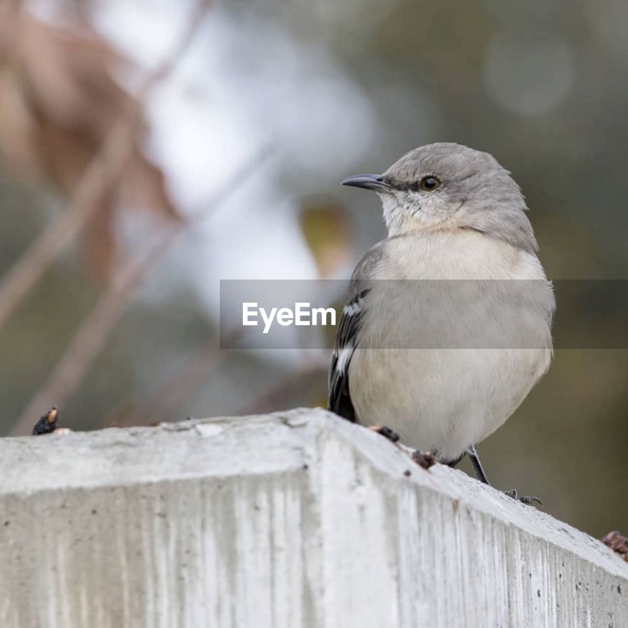 Close-up of bird perching on wooden railing