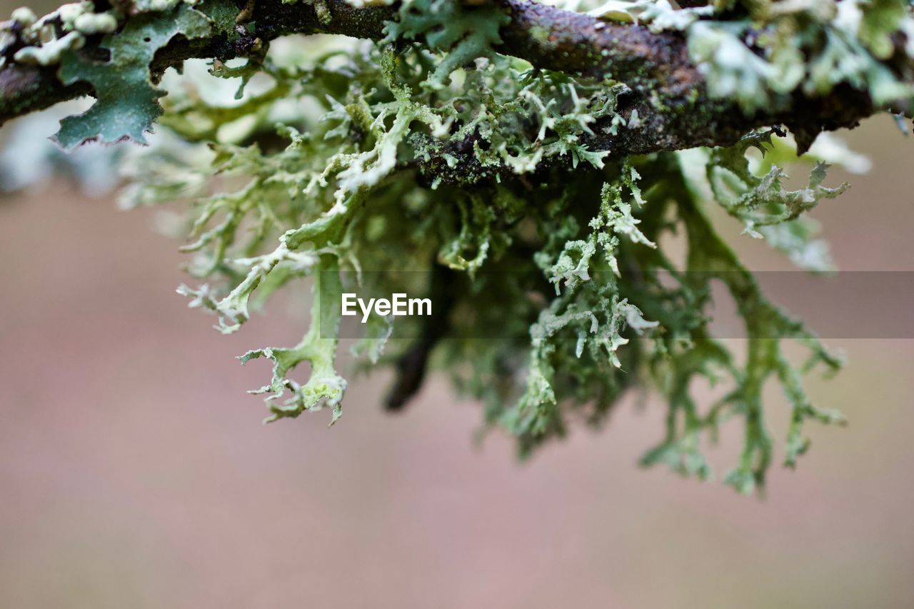 CLOSE-UP OF FROZEN LEAVES ON PLANT