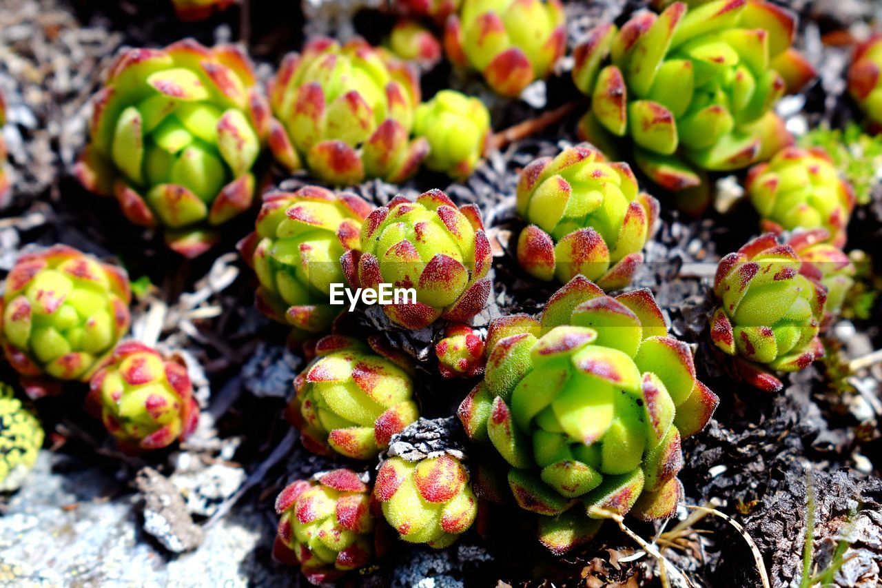 High angle view of succulent plant