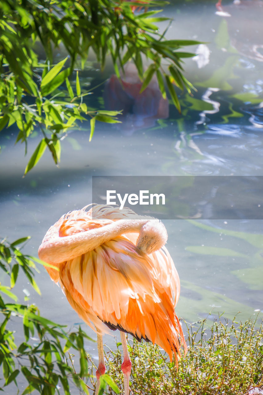 CLOSE-UP OF BIRD AGAINST PLANTS