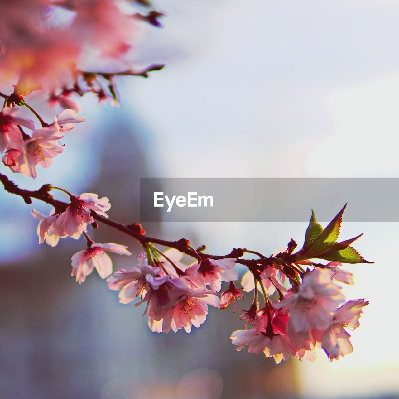 Close-up of cherry blossoms against sky