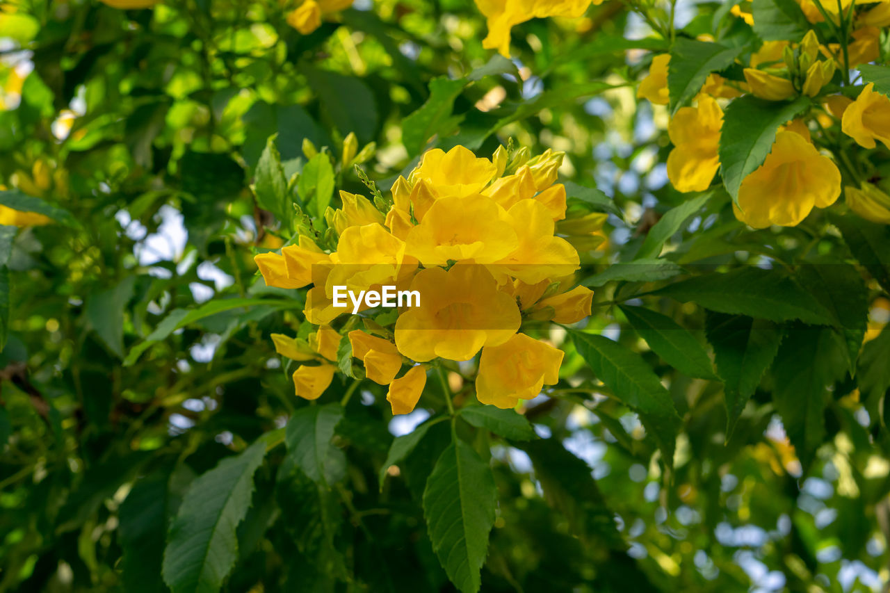 CLOSE-UP OF YELLOW FLOWERING PLANT IN SUNLIGHT