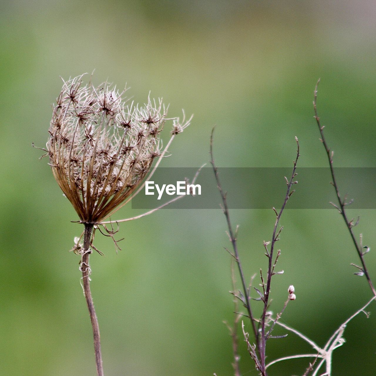 Close-up of thistle on plant