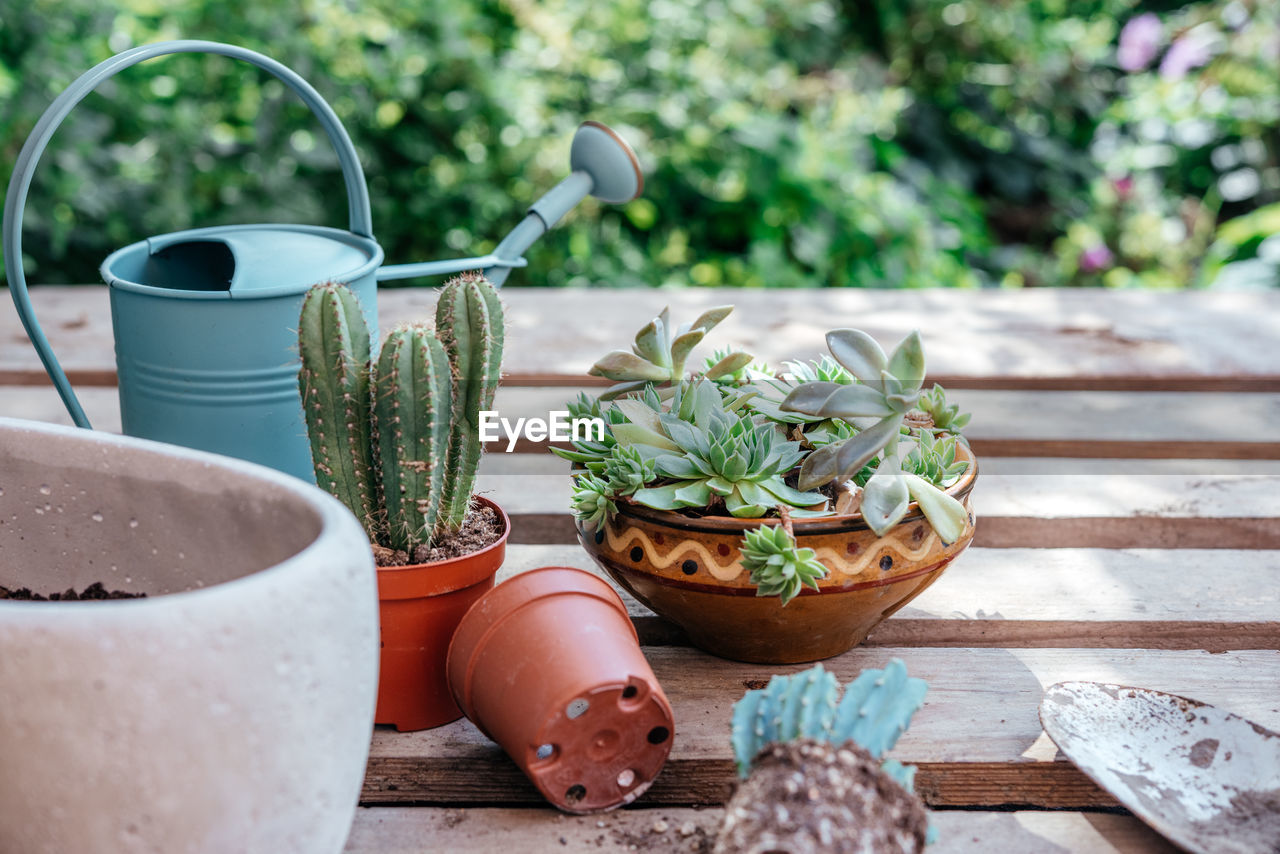 Potted succulents and cactuses ready to be replanted on wooden background