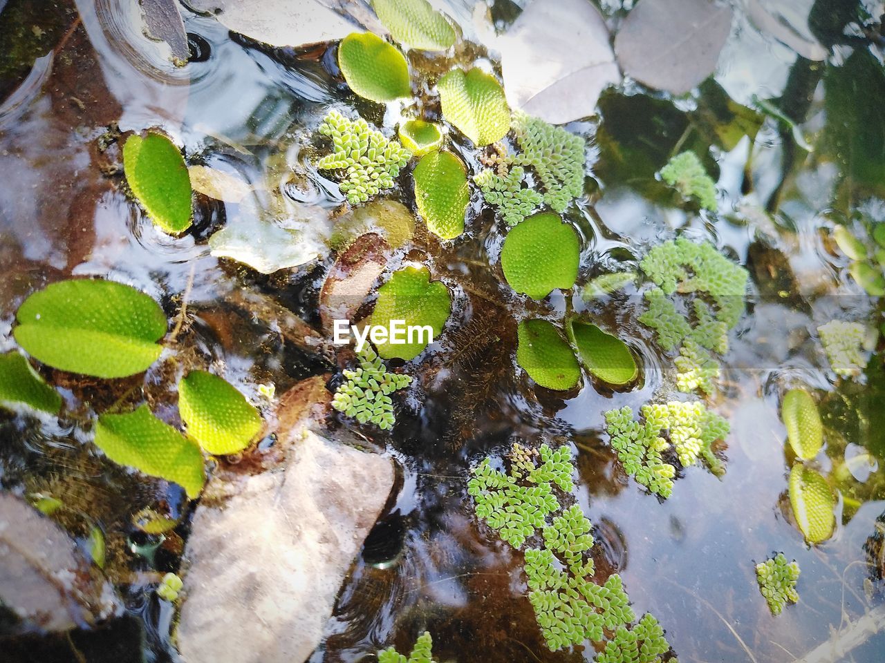 HIGH ANGLE VIEW OF LEAVES ON TREE