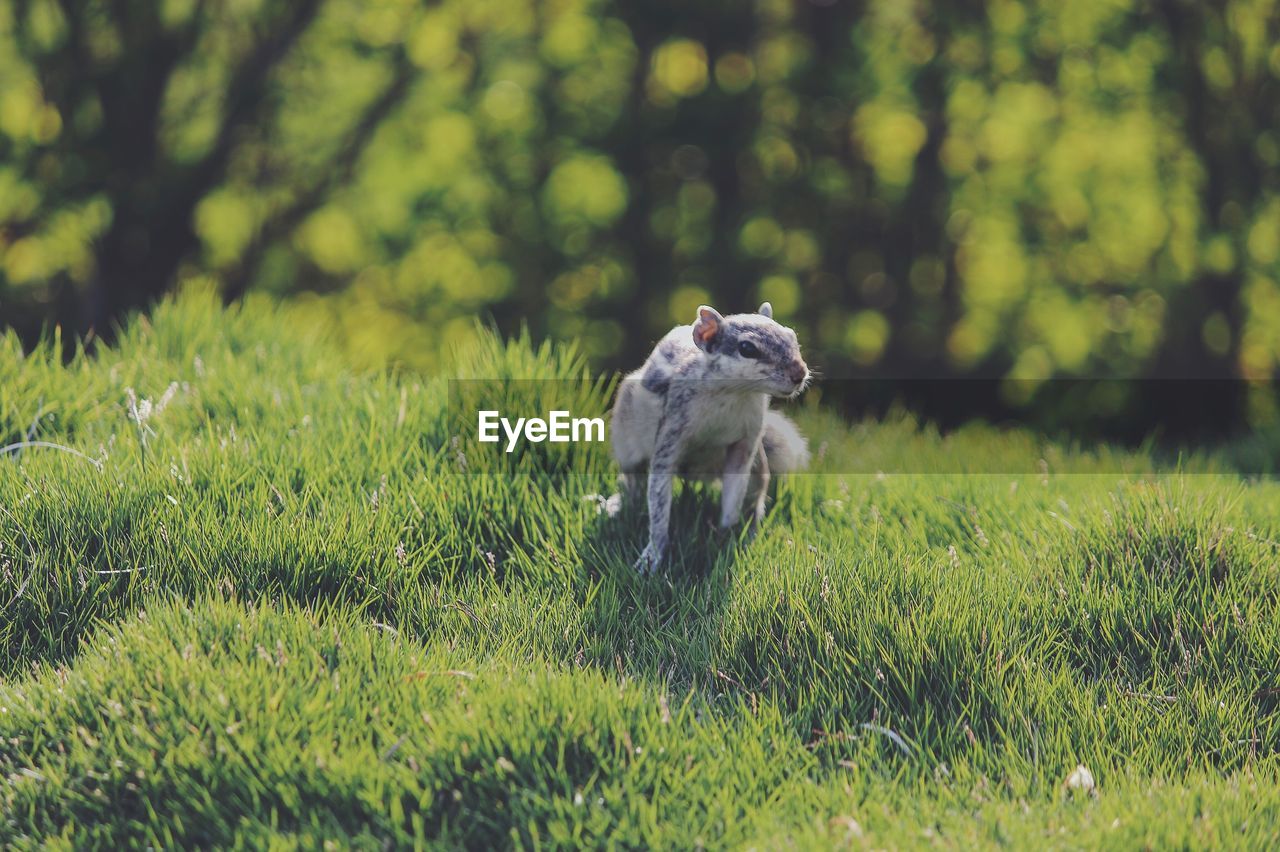 DOG RUNNING ON GRASSY FIELD