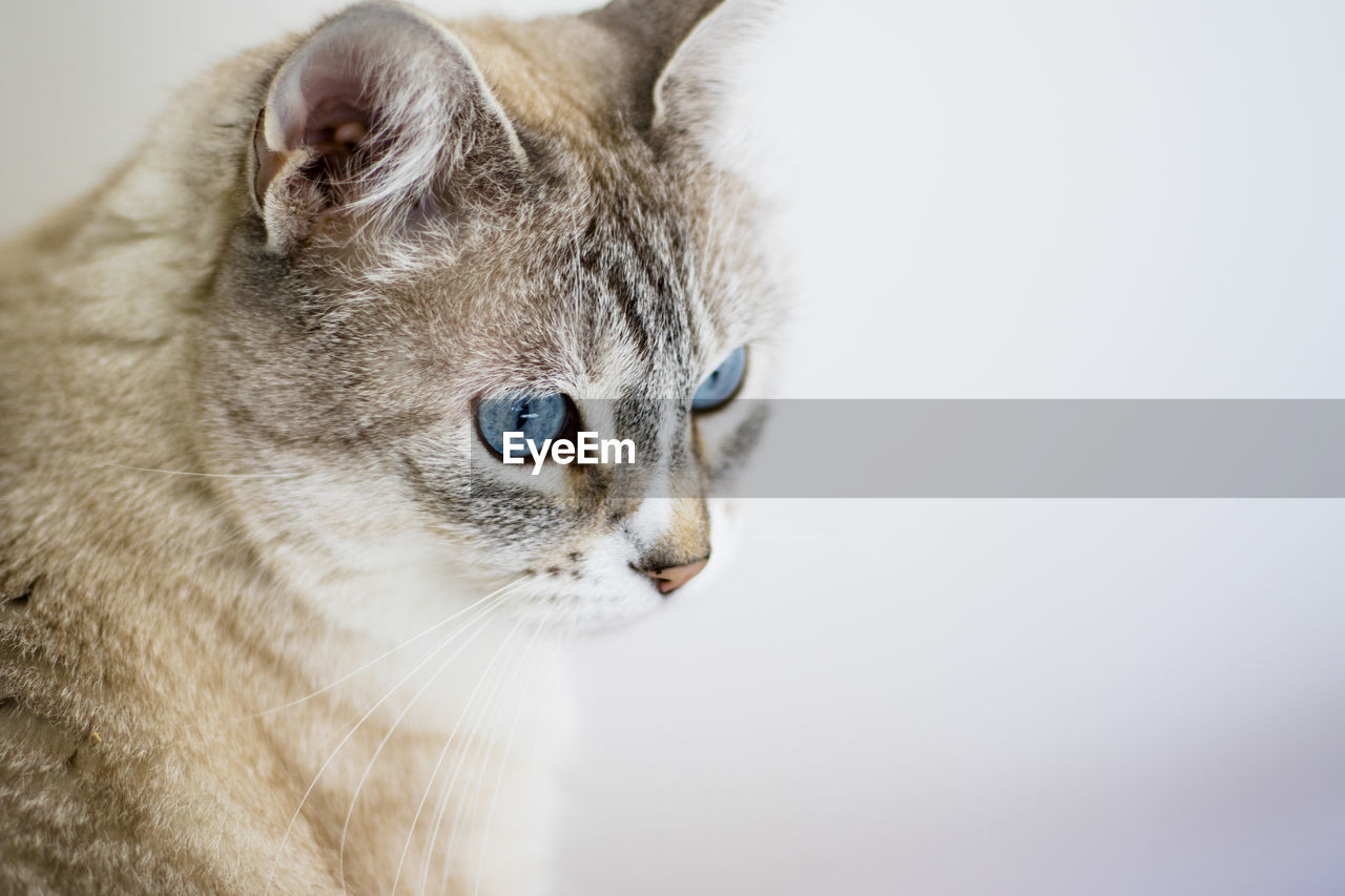 CLOSE-UP OF A CAT OVER WHITE BACKGROUND