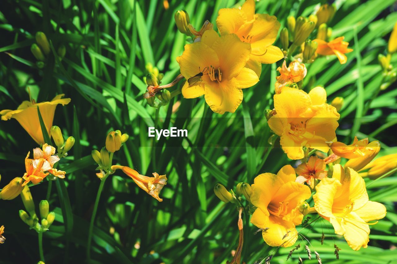 Close-up of yellow flower