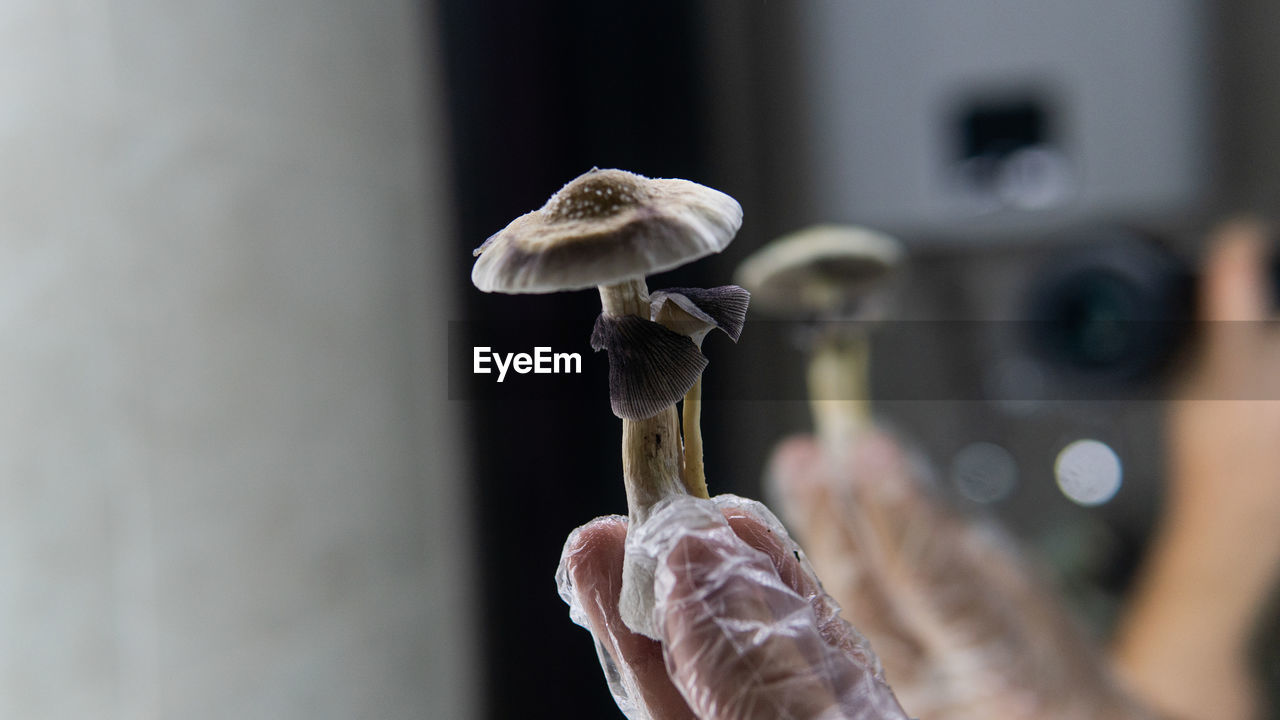 CLOSE-UP OF HAND HOLDING MUSHROOM GROWING OUTDOORS
