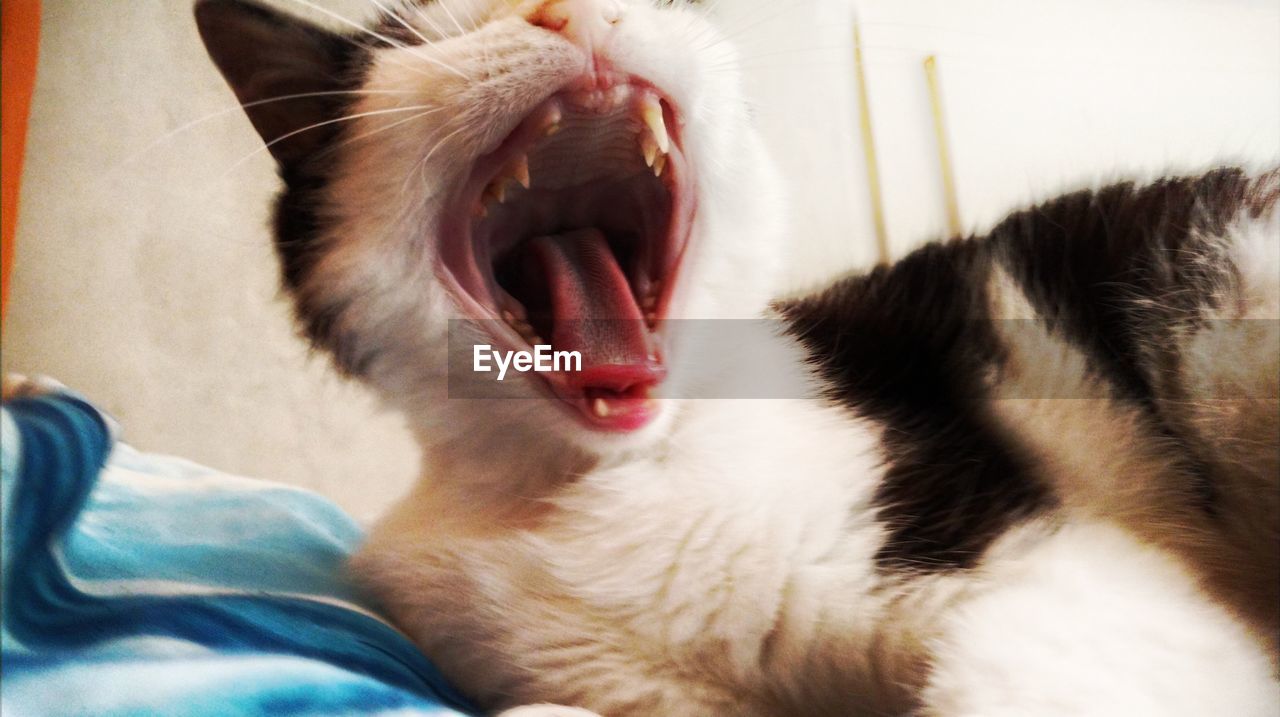 CLOSE-UP OF CAT YAWNING ON BED