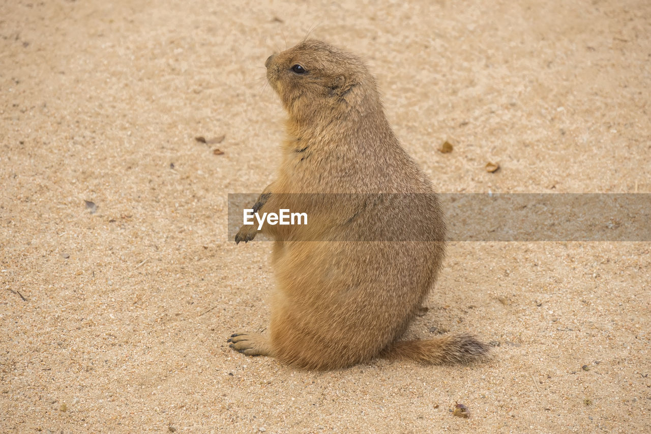 animal, animal themes, prairie dog, animal wildlife, wildlife, one animal, mammal, land, sand, squirrel, nature, no people, rodent, whiskers, day, beach, outdoors, meerkat, brown