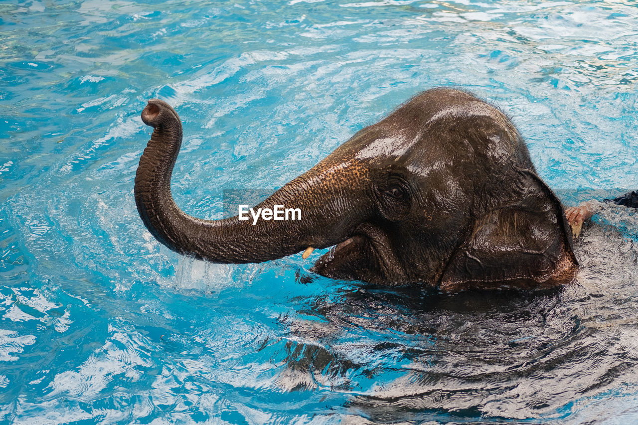 Baby elephant playing in water