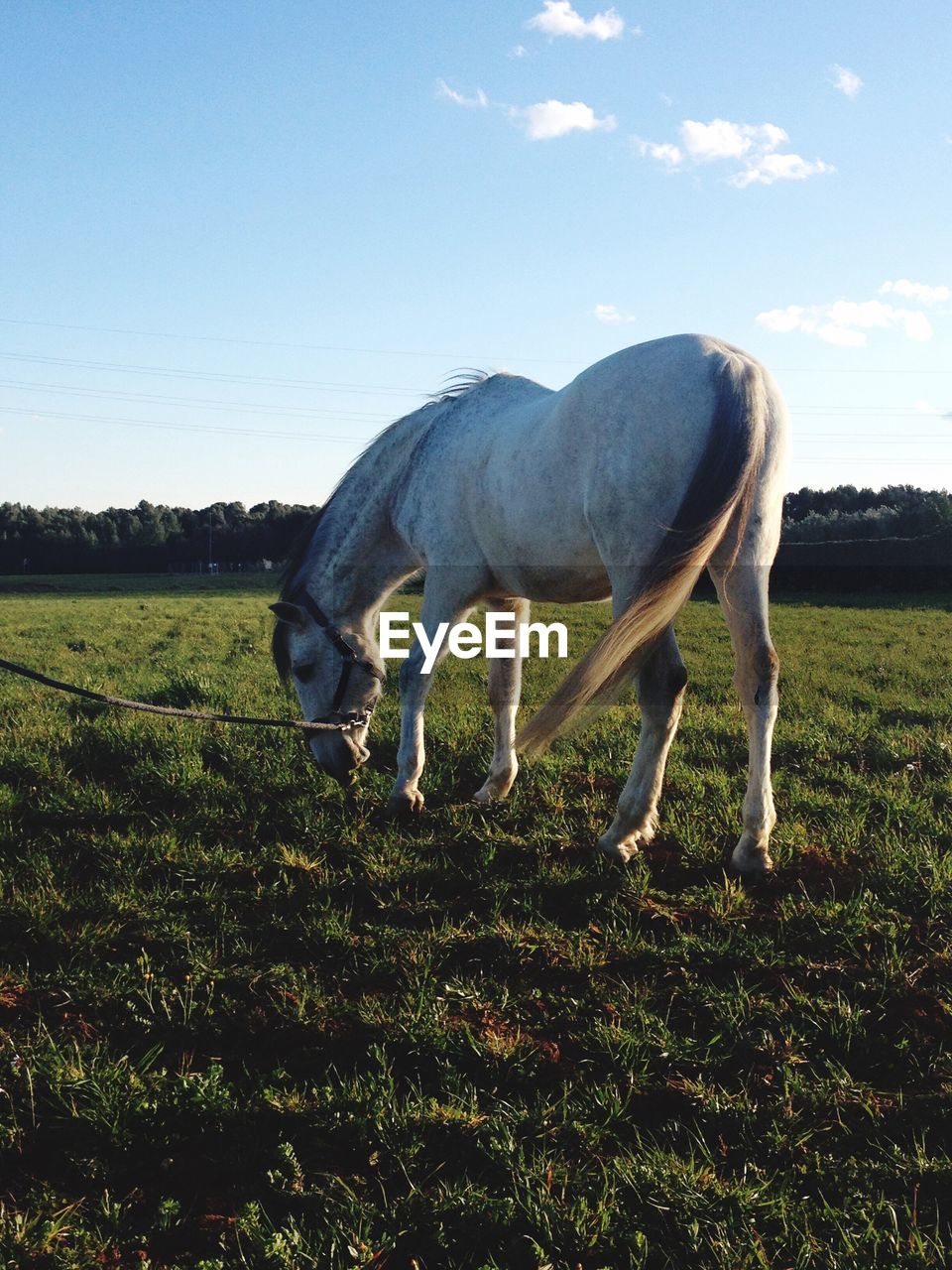 Horse grazing on field against sky