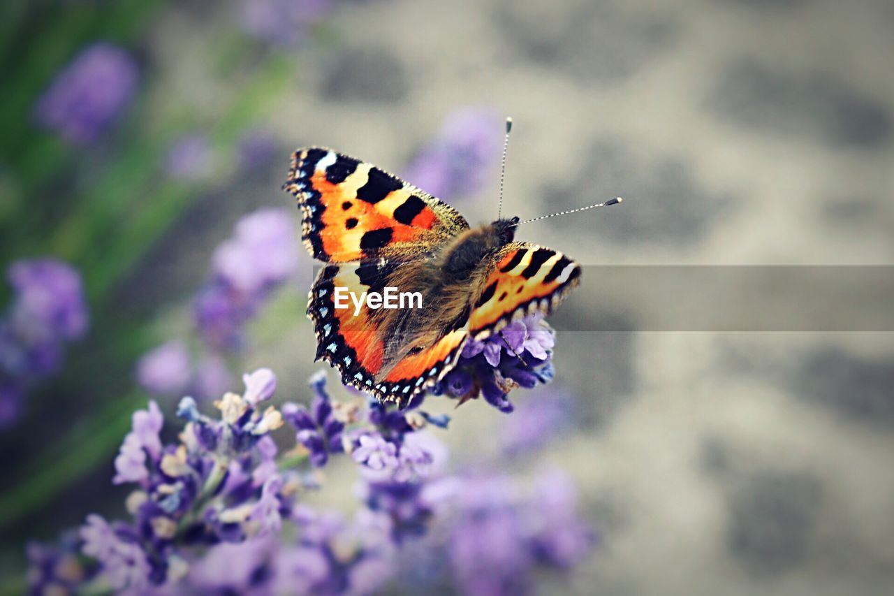 Close-up of butterfly feeding on flower