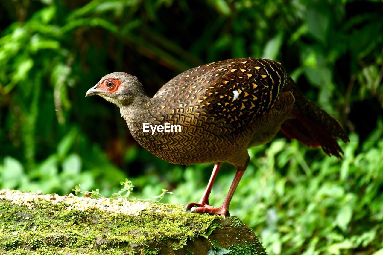 CLOSE-UP OF A BIRD PERCHING ON A LAND